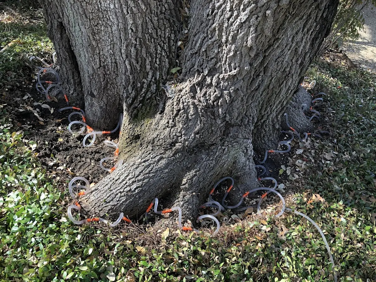 Detailed Tree Cabling and Bracing job site in Amanda Park